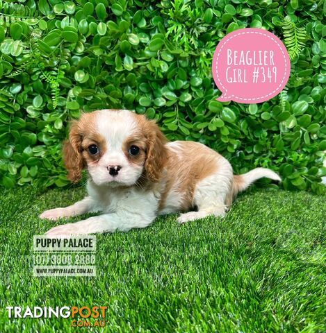 Beaglier Puppies Cavalier X Beagle) - Boys & Girls. In store now at Puppy Palace Pet Shop. 