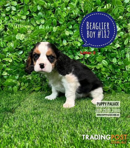 Beaglier Puppies Cavalier X Beagle) - Boys & Girls. In store now at Puppy Palace Pet Shop. 