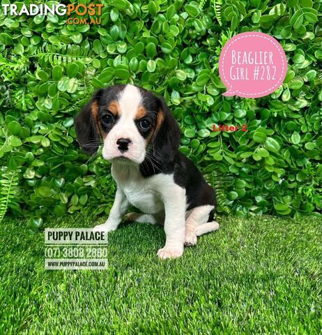 Beaglier Puppies Cavalier X Beagle) - Boys & Girls. In store now at Puppy Palace Pet Shop. 