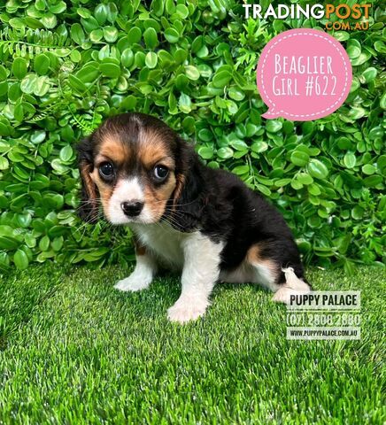 Beaglier Puppies Cavalier X Beagle) - Boys & Girls. In store now at Puppy Palace Pet Shop. 