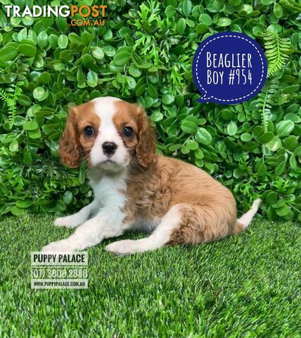 Beaglier Puppies (Cavalier X Beagle) - Boy. In store now at Puppy Palace Pet Shop. 