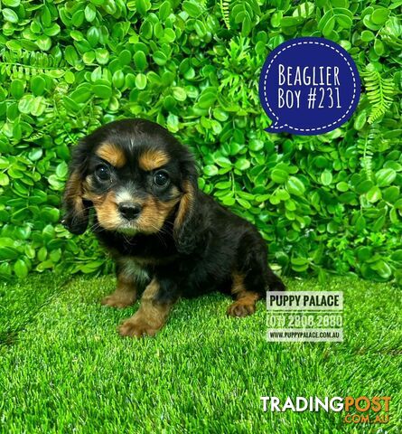 Beaglier Puppies Cavalier X Beagle) - Boys & Girls. In store now at Puppy Palace Pet Shop. 