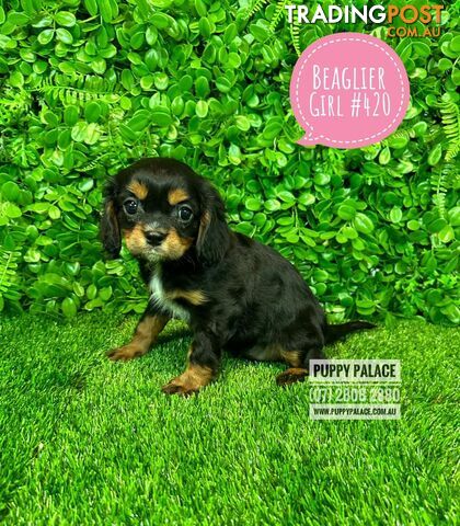 Beaglier Puppies Cavalier X Beagle) - Boys & Girls. In store now at Puppy Palace Pet Shop. 