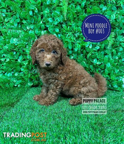$1595  - Purebred Miniature Poodle  Ruby Boy.  I HAVE ALSO HAD MY 2nd VACCINATION.