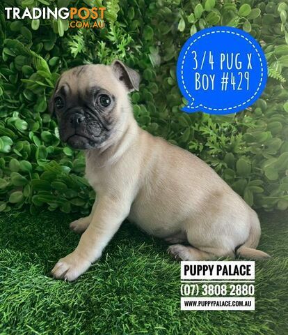 Jug (Mum Pure Pug X Dad 3/4 Pug x 1/4 Jack Russell) - Last Boy. We are now in...