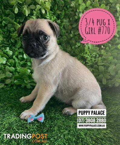 Jug (Mum Pure Pug X Dad 3/4 Pug x 1/4 Jack Russell) - Girls & Boy. We are now in...