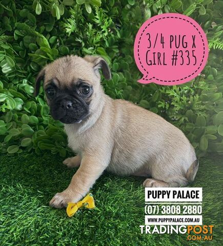 Jug (Mum Pure Pug X Dad 3/4 Pug x 1/4 Jack Russell) - Girls & Boy. We are now in...