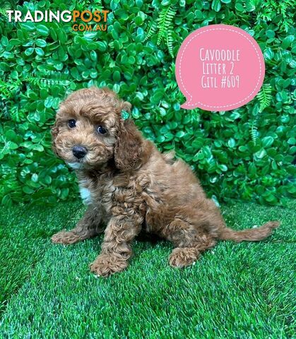 Toy & Mini Cavoodle / Cavapoo Puppies.2 Litters.  In store now at Puppy Palace Pet Shop, Brisbane