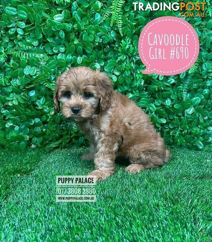 Toy Cavoodle / Cavapoo (Cavalier X Toy Poodle) Puppies -  At Puppy Palace Pet Shop, Brisbane