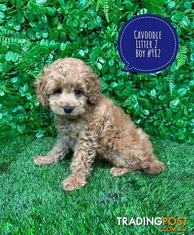 Toy & Mini Cavoodle / Cavapoo Puppies.2 Litters.  In store now at Puppy Palace Pet Shop, Brisbane