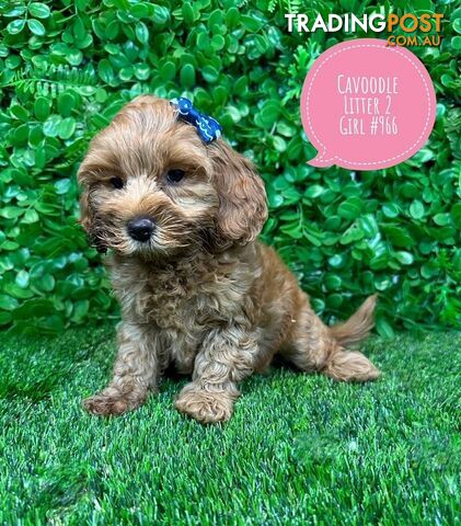 Toy & Mini Cavoodle / Cavapoo Puppies.2 Litters.  In store now at Puppy Palace Pet Shop, Brisbane