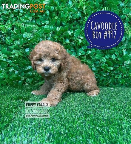 Toy Cavoodle / Cavapoo (Cavalier X Toy Poodle) Puppies -  At Puppy Palace Pet Shop, Brisbane