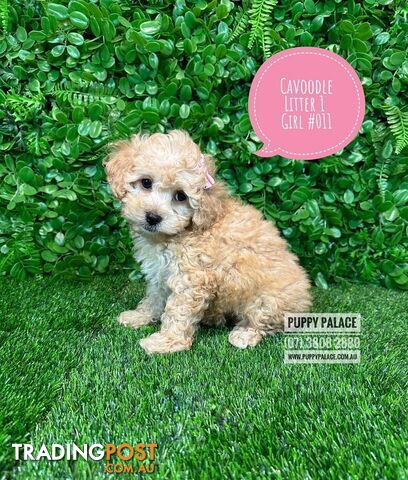 Toy & Mini Cavoodle / Cavapoo Puppies.2 Litters.  In store now at Puppy Palace Pet Shop, Brisbane