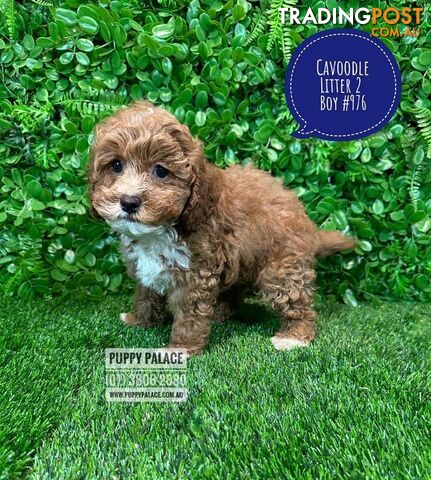 Toy & Mini Cavoodle / Cavapoo Puppies.2 Litters.  In store now at Puppy Palace Pet Shop, Brisbane