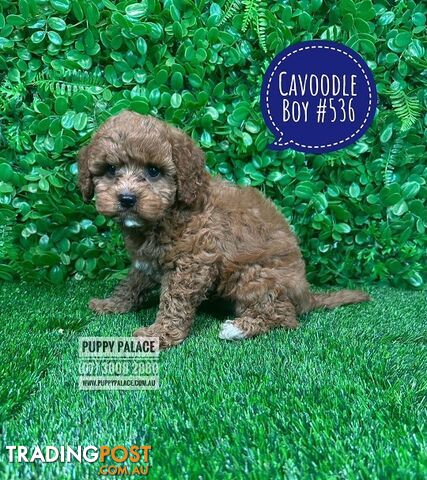 Toy Cavoodle / Cavapoo (Cavalier X Toy Poodle) Puppies -  At Puppy Palace Pet Shop, Brisbane