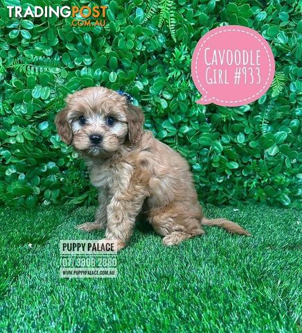 Toy Cavoodle / Cavapoo (Cavalier X Toy Poodle) Puppies -  At Puppy Palace Pet Shop, Brisbane