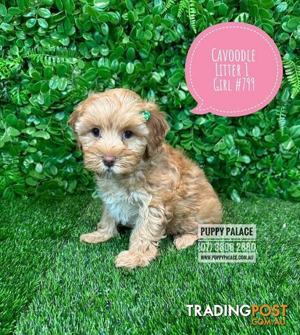 Toy & Mini Cavoodle / Cavapoo Puppies.2 Litters.  In store now at Puppy Palace Pet Shop, Brisbane