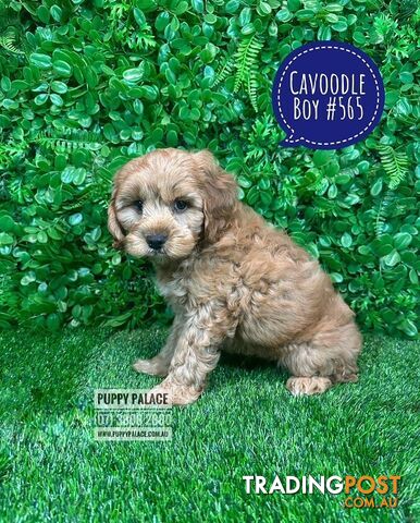 Toy Cavoodle / Cavapoo (Cavalier X Toy Poodle) Puppies -  At Puppy Palace Pet Shop, Brisbane