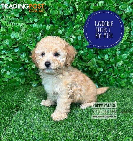 Toy & Mini Cavoodle / Cavapoo Puppies.2 Litters.  In store now at Puppy Palace Pet Shop, Brisbane