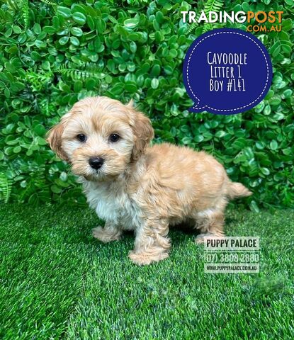 Toy & Mini Cavoodle / Cavapoo Puppies.2 Litters.  In store now at Puppy Palace Pet Shop, Brisbane