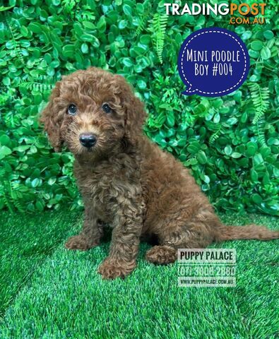 $1595 -  Purebred Miniature Poodle  Ruby Boy.   I HAVE ALSO HAD MY 2nd VACCINATION.