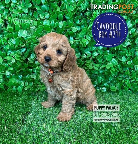 Cavoodle (Cavalier X Toy Poodle) -  2 Litters.  Now at Puppy Palace Pet Shop, Brisbane. 07 3808-2880