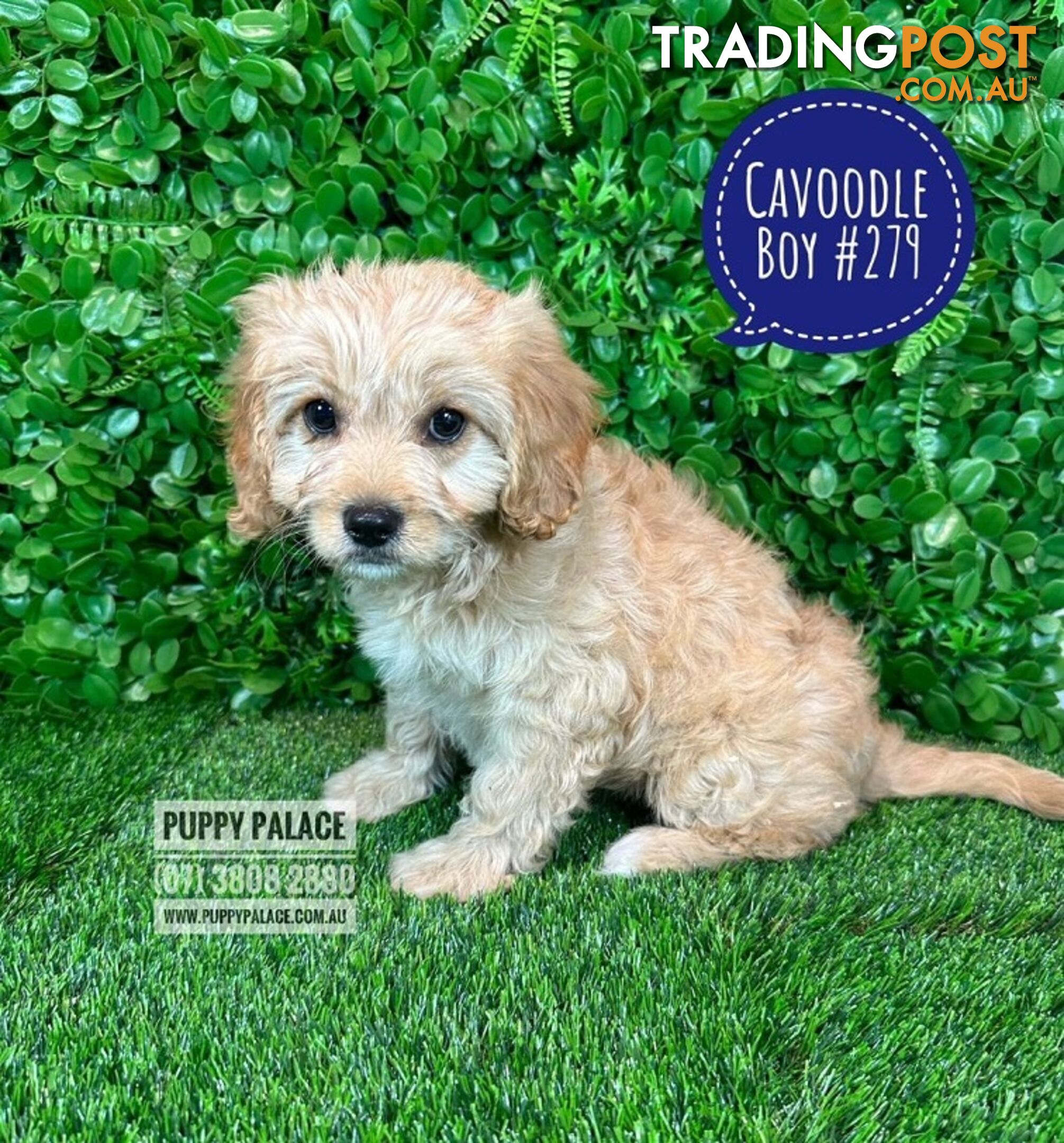 Cavoodle (Cavalier X Toy Poodle) -  Girl & Boy.  Now at Puppy Palace Pet Shop, Brisbane. 07 3808-2880