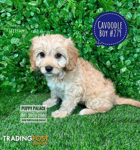 Cavoodle (Cavalier X Toy Poodle) -  Girls & Boy.  Now at Puppy Palace Pet Shop, Brisbane. 07 3808-2880