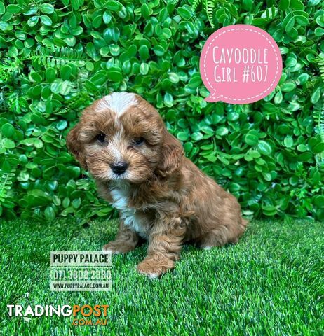 Cavoodle (Cavalier X Toy Poodle) -  2 Litters.  Now at Puppy Palace Pet Shop, Brisbane. 07 3808-2880