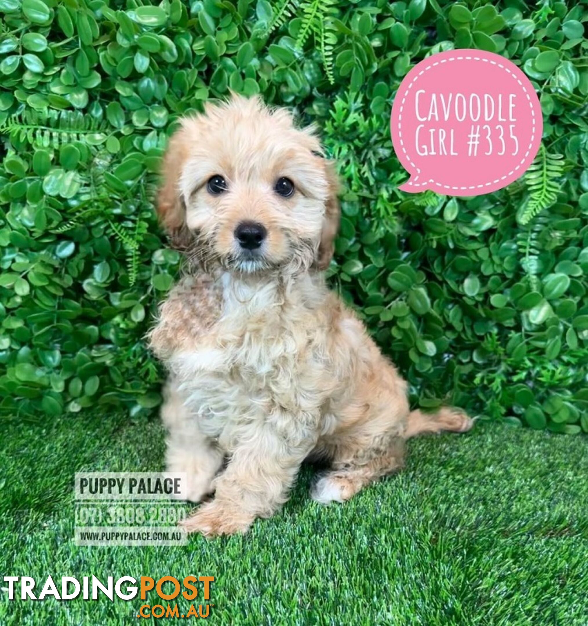 Cavoodle (Cavalier X Toy Poodle) -  Girl & Boy.  Now at Puppy Palace Pet Shop, Brisbane. 07 3808-2880