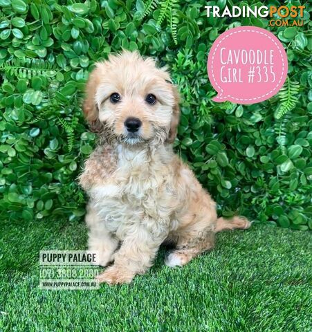 Cavoodle (Cavalier X Toy Poodle) -  Girls & Boy.  Now at Puppy Palace Pet Shop, Brisbane. 07 3808-2880