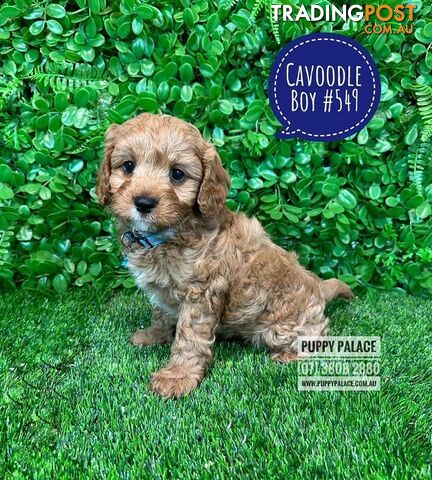 Cavoodle (Cavalier X Toy Poodle) -  2 Litters.  Now at Puppy Palace Pet Shop, Brisbane. 07 3808-2880