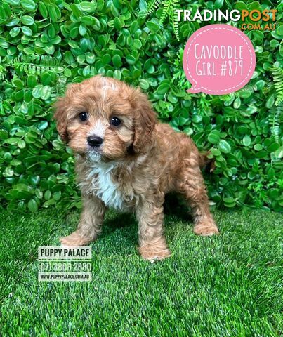 Cavoodle (Cavalier X Toy Poodle) -  2 Litters.  Now at Puppy Palace Pet Shop, Brisbane. 07 3808-2880