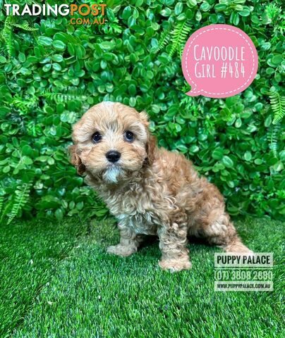 Cavoodle (Cavalier X Toy Poodle) -  Girls & Boy.  Now at Puppy Palace Pet Shop, Brisbane. 07 3808-2880