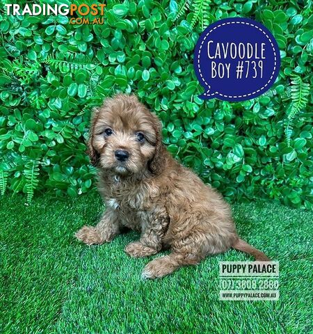 Cavoodle (Cavalier X Toy Poodle) -  Girl & Boy.  Now at Puppy Palace Pet Shop, Brisbane. 07 3808-2880