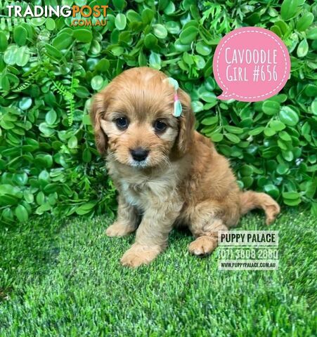 Cavoodle (Cavalier X Toy Poodle) -  2 Litters.  Now at Puppy Palace Pet Shop, Brisbane. 07 3808-2880