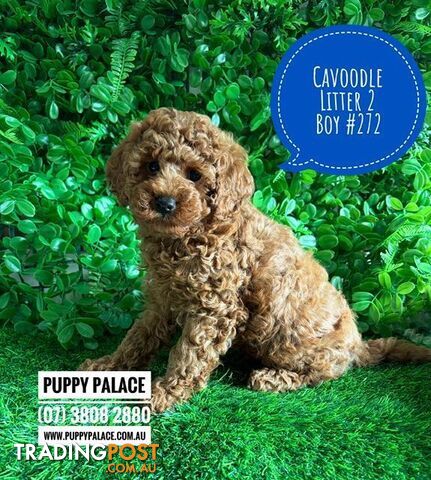 Cavoodle X Toy Poodle Puppy (Cavoodle/Cavapoo) - 2 Litters . We are now in store...