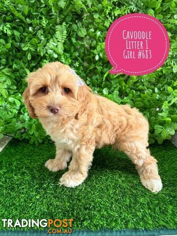 Cavoodle X Toy Poodle Puppy (Cavoodle/Cavapoo) - 2 Litters . We are now in store...