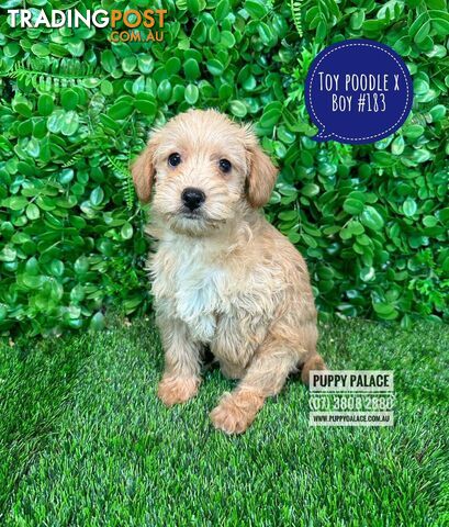 Toy Poodle X  - Boys. Puppy Palace Pet Shop, Underwood. 