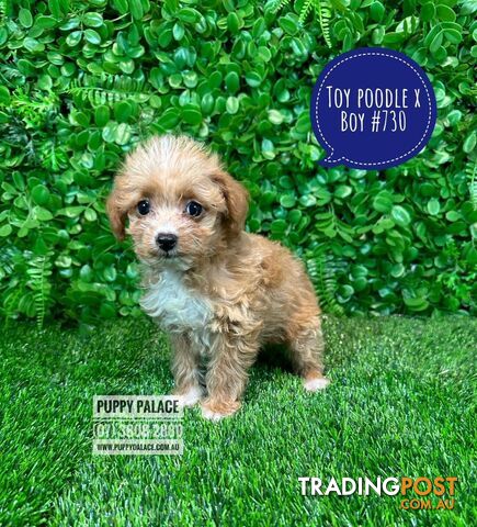 Toy Poodle X  (Chihuahua/Jack Russell) - Boys & Girls. Puppy Palace Pet Shop, Underwood. 