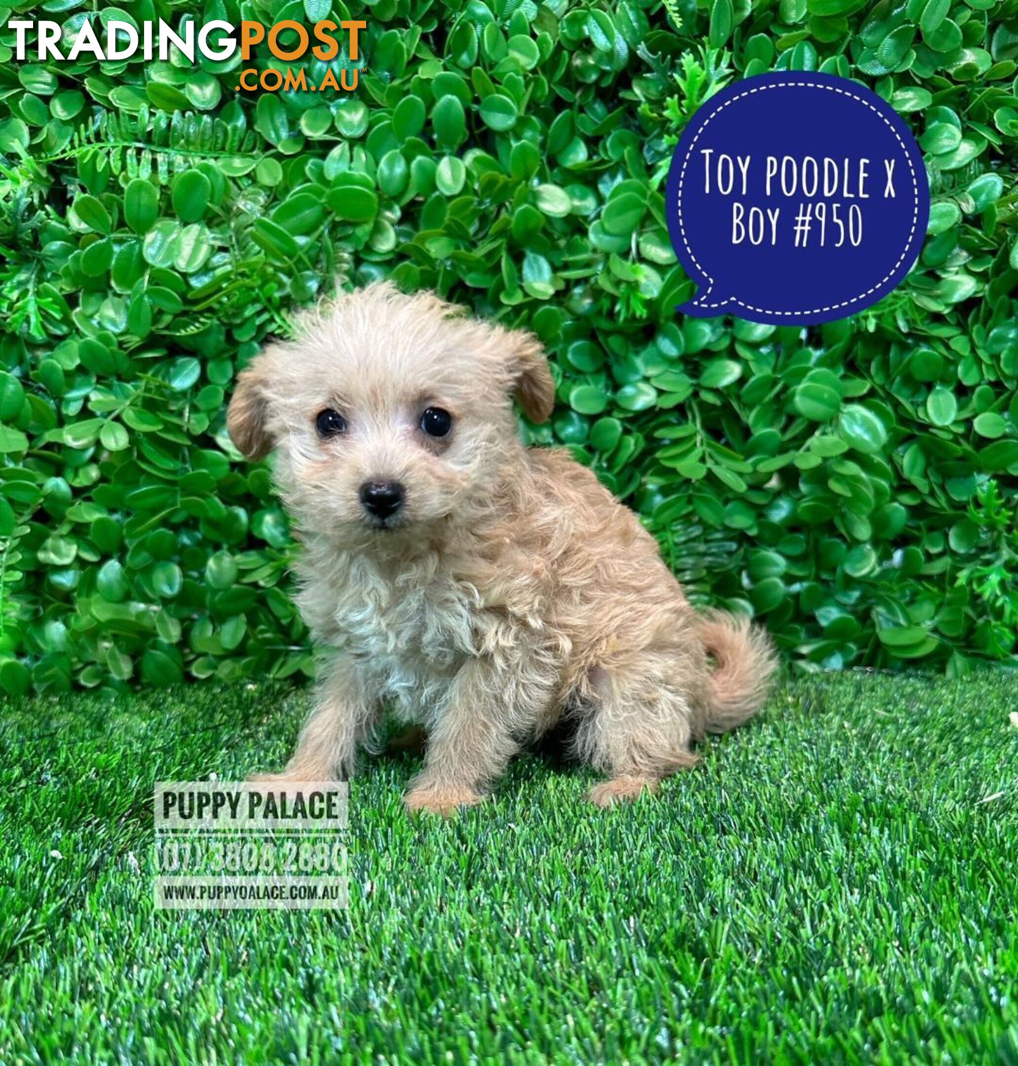 Toy Poodle X   (Chihuahua/Jack Russell) - Boys. Puppy Palace Pet Shop, Underwood. 