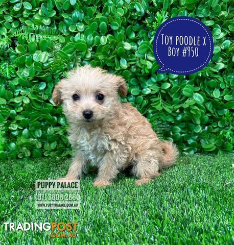 Toy Poodle X  - Boys & Girls. Puppy Palace Pet Shop, Underwood. 