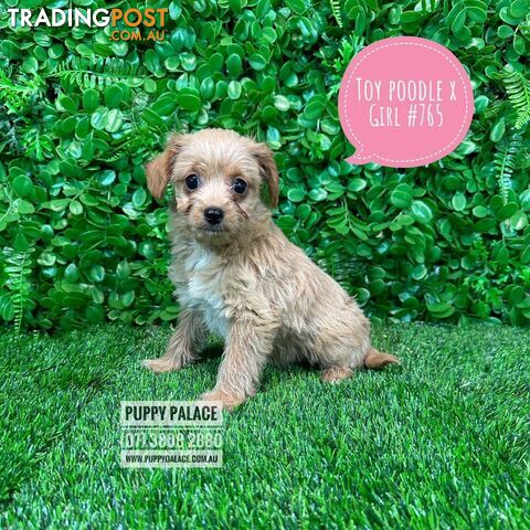 Toy Poodle X  (Chihuahua/Jack Russell) - Boys & Girls. Puppy Palace Pet Shop, Underwood. 