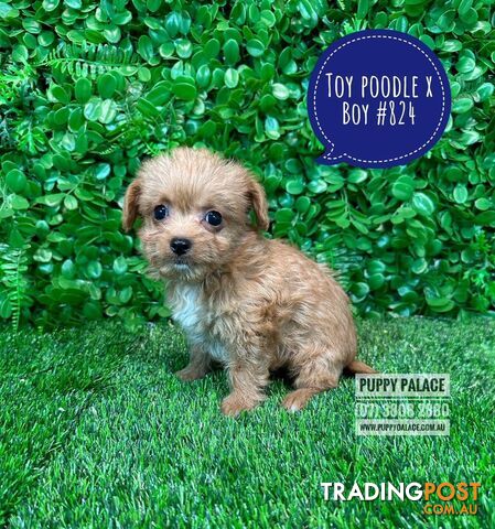 Toy Poodle X  (Chihuahua/Jack Russell) - Boys & Girls. Puppy Palace Pet Shop, Underwood. 