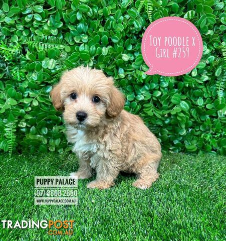 Toy Poodle X  (Chihuahua/Jack Russell) - Boys & Girls. Puppy Palace Pet Shop, Underwood. 