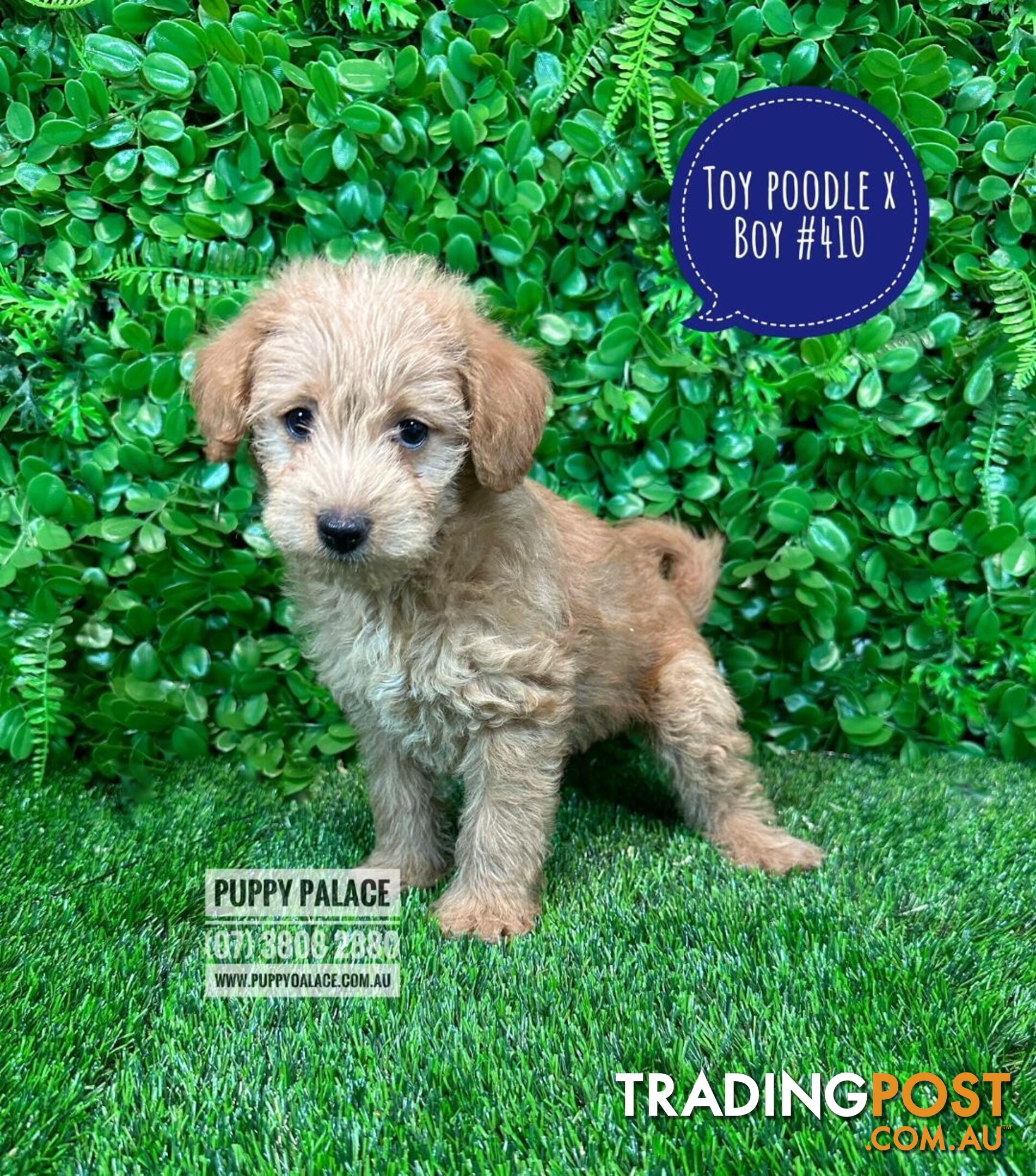 Toy Poodle X   (Chihuahua/Jack Russell) - Boys. Puppy Palace Pet Shop, Underwood. 