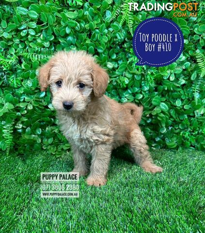 Toy Poodle X  (Chihuahua/Jack Russell) - Boys & Girls. Puppy Palace Pet Shop, Underwood. 