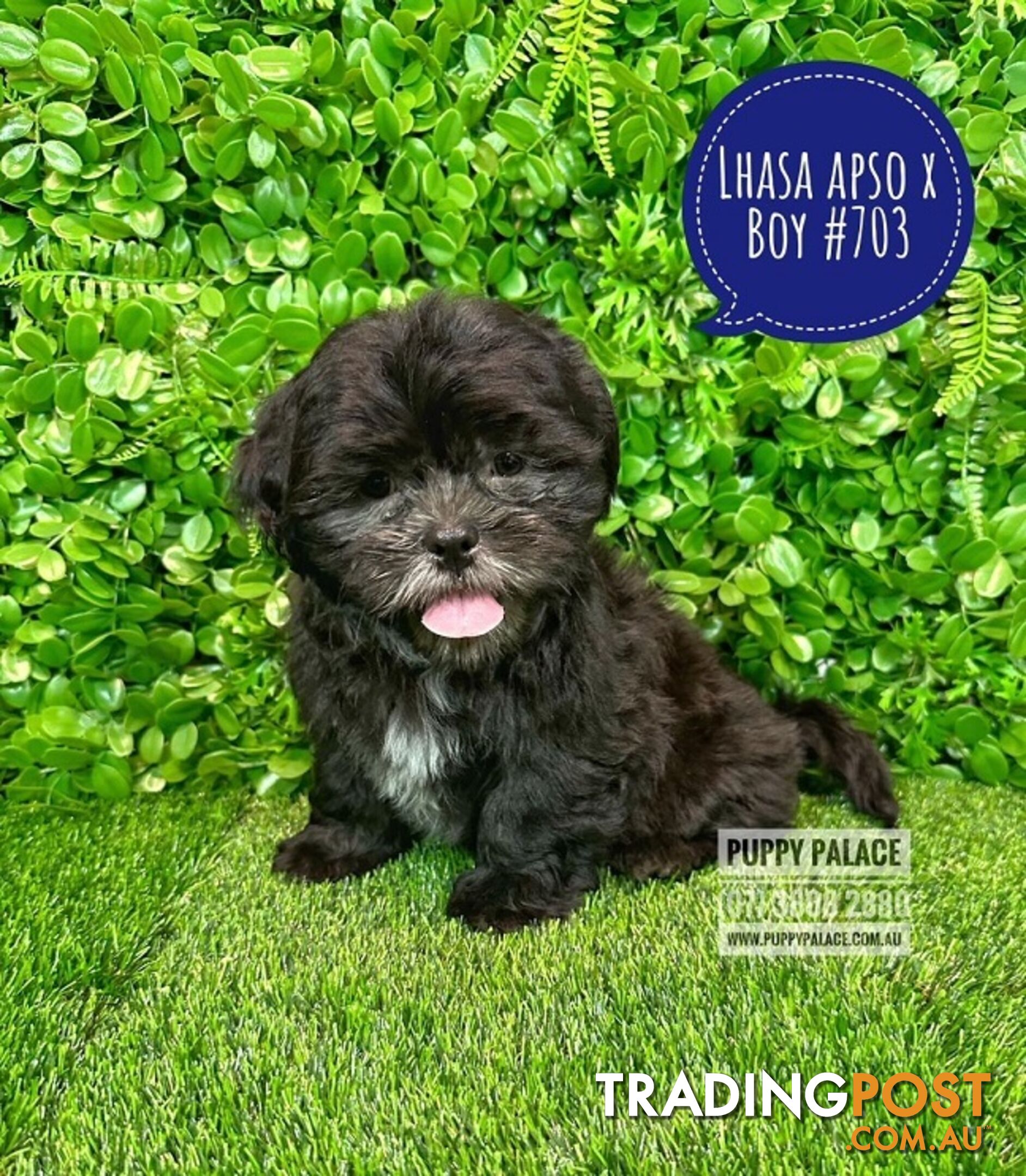 Lhasa Apso X Shih Tzu - At Puppy Palace Pet Shop. For all your doggy needs.