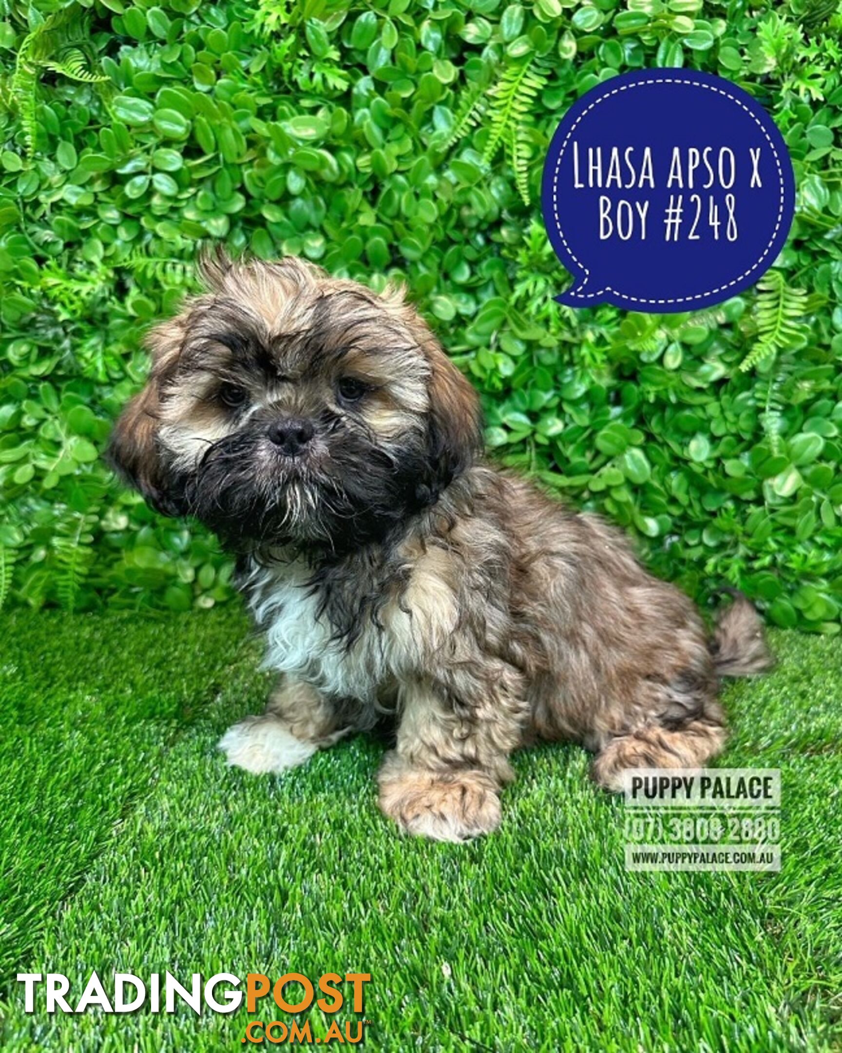 Lhasa Apso X Shih Tzu - At Puppy Palace Pet Shop. For all your doggy needs.