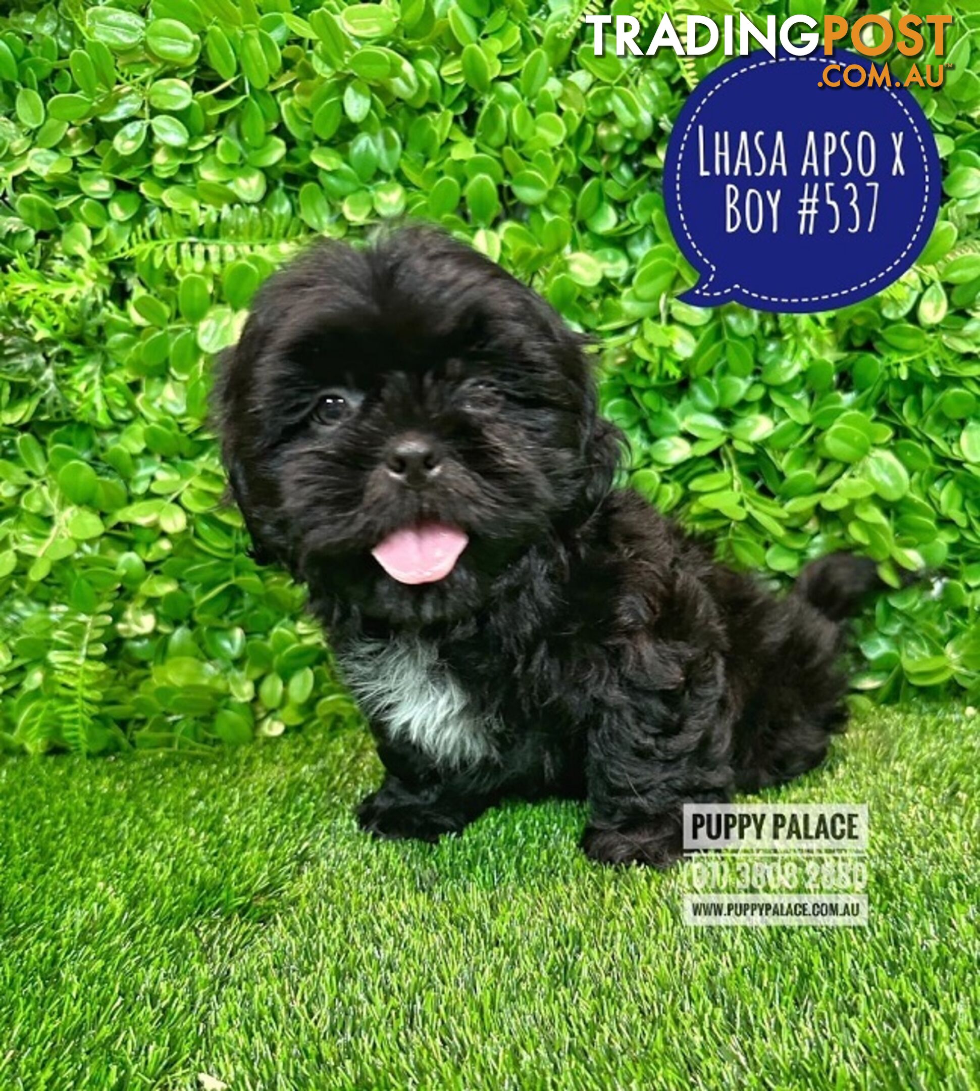 Lhasa Apso X Shih Tzu - At Puppy Palace Pet Shop. For all your doggy needs.